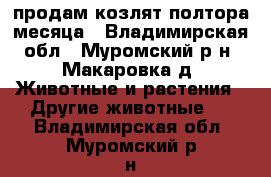 продам козлят полтора месяца - Владимирская обл., Муромский р-н, Макаровка д. Животные и растения » Другие животные   . Владимирская обл.,Муромский р-н